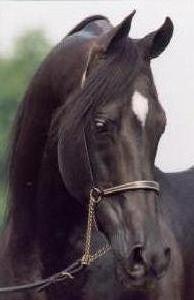 pur sang ............noir