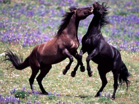 cheval noir et cheval baie foncé