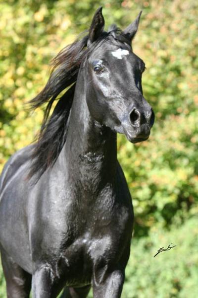 pur -sang  noir
