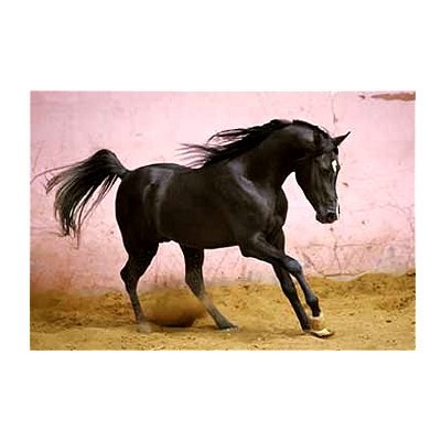 cheval noir pur-sang.......