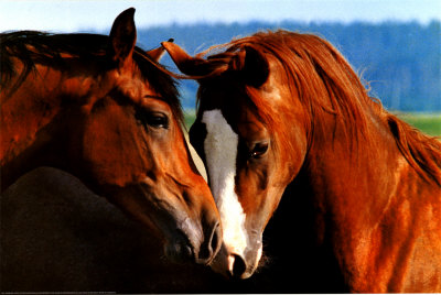 chevaux 