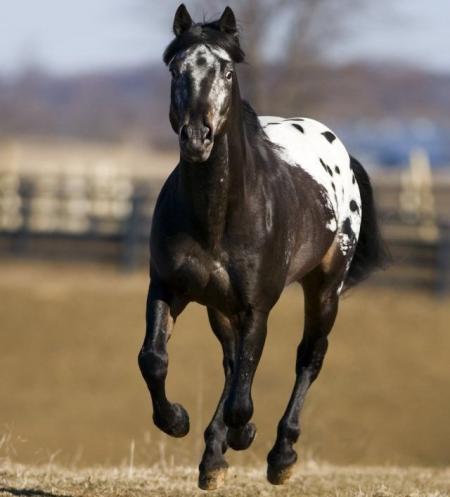un cheval apolosa 