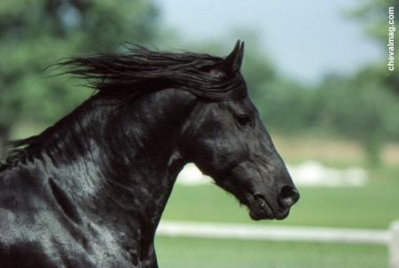 frison