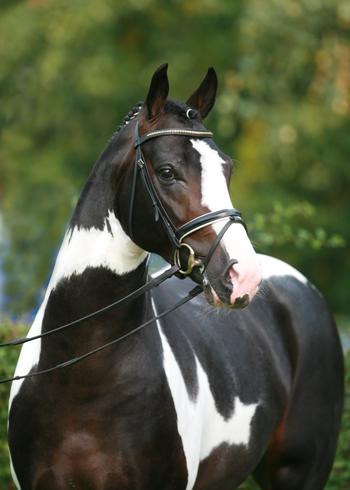 cheval pie