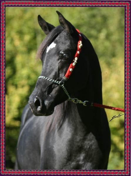 pur sang ............noir