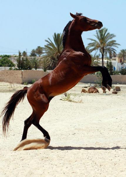 cheval qui se cabe