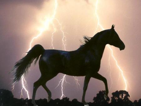 cheval noir 