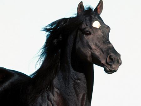 cheval noir