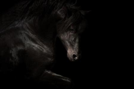 cheval noir