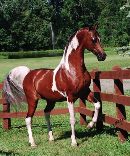 cheval pie