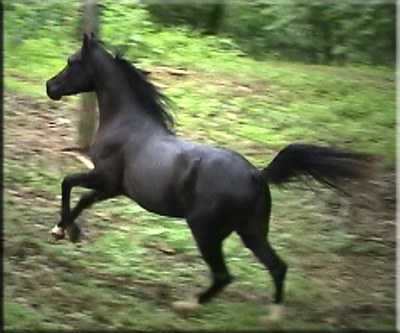 cheval noir en foret