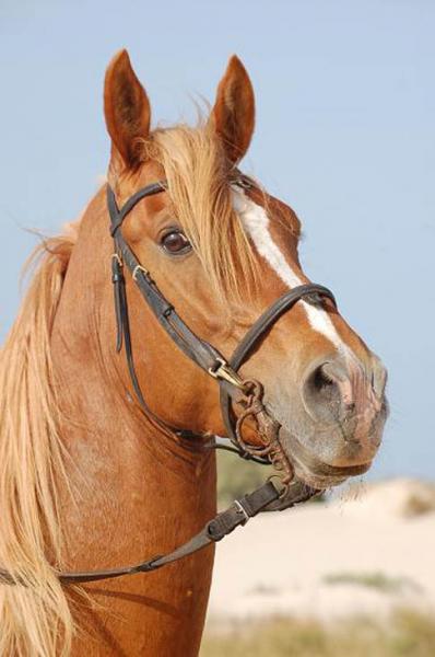 cheval
