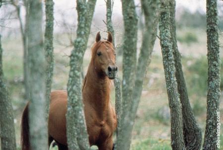cheval en foret