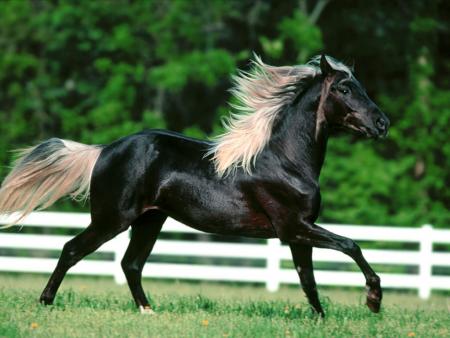 cheval noir la crinier au vent