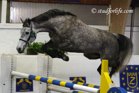 cheval en plin saut 