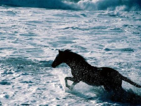 cheval a la mer