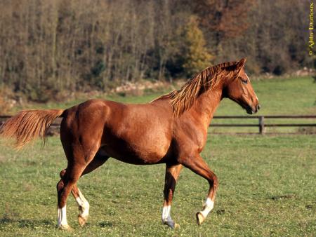 cheval maron