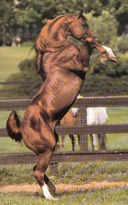 cheval qui se cabre
