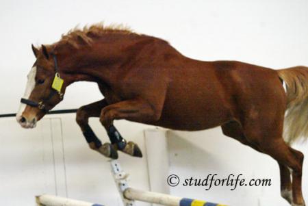 quellebaux cheval