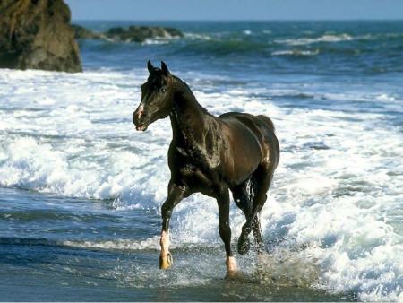 pur sang ............noir