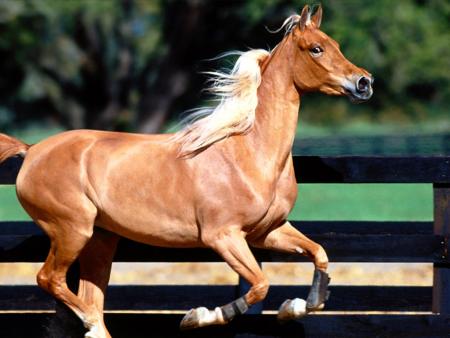 cheval