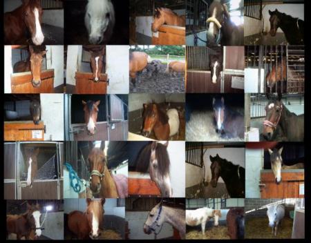 chevaux du club