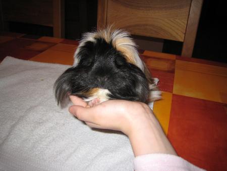 mini tro mimi
