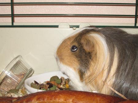 chelsy dans sa cage 