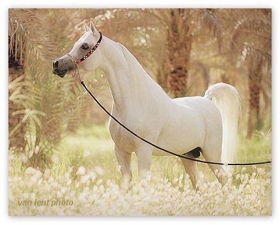 pur-sang........ blanc