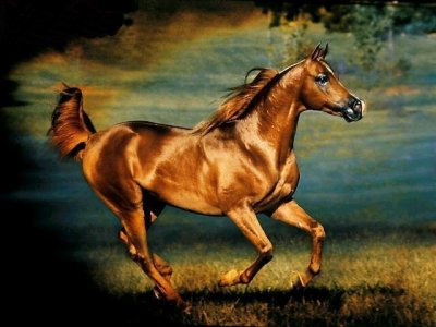 cheval qui galop