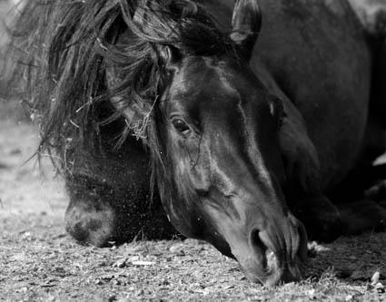 cheval coucher
