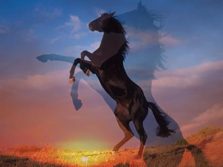cheval noir