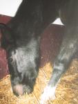 les chevaux de dechy
