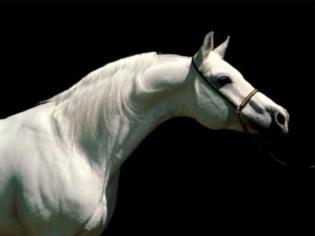 pur-sang........ blanc