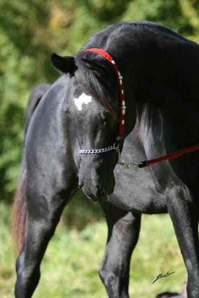 pur-sang.......noir 
