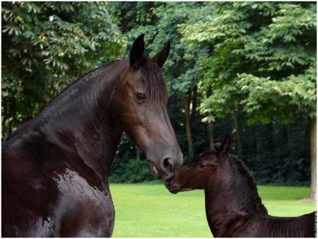 frison