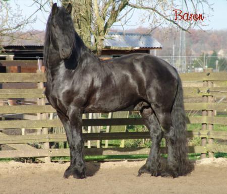  frison 